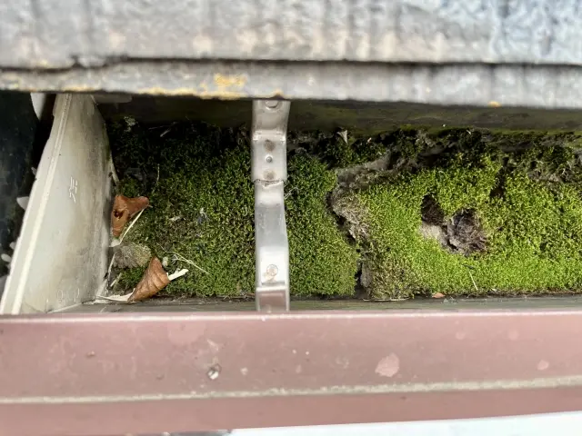 カビや苔の発生